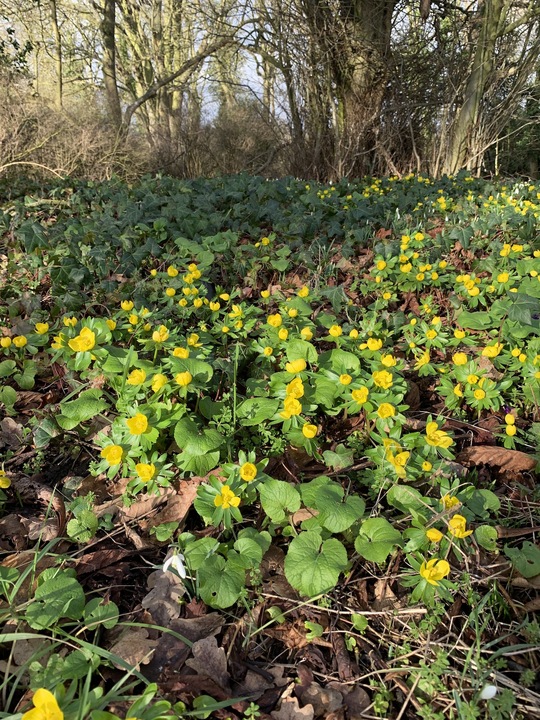 Eranthis hyemalis Freshly dug