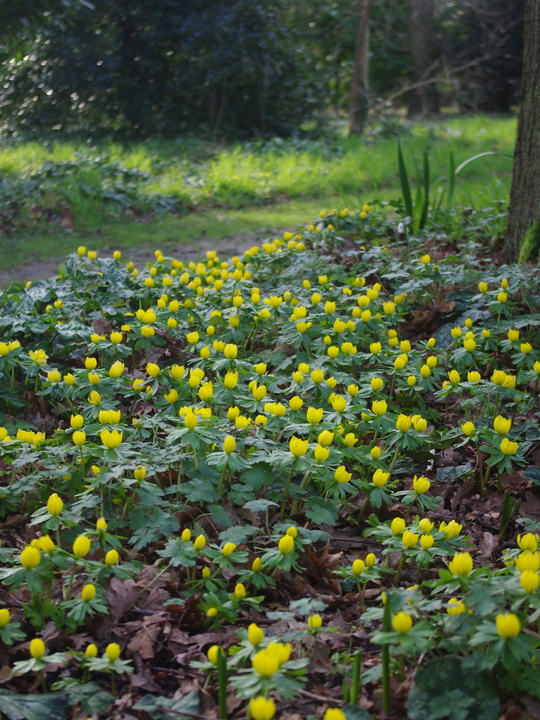 Eranthis hyemalis Freshly dug