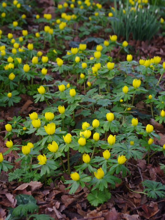 Eranthis hyemalis Freshly dug