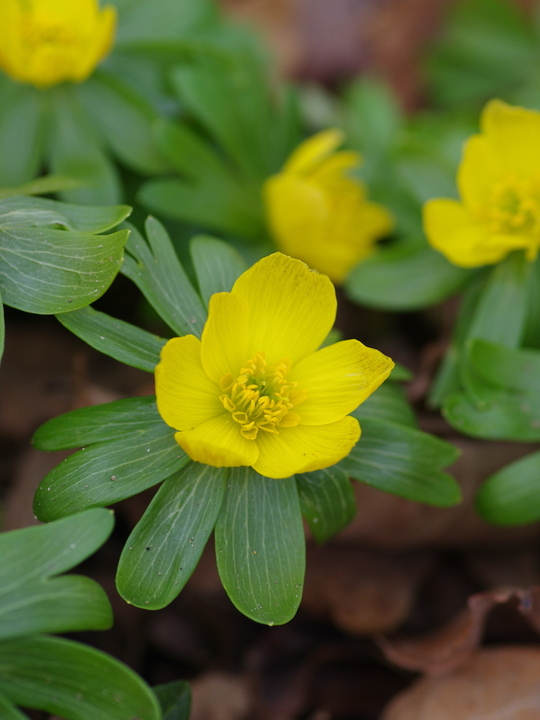Eranthis hyemalis Freshly dug