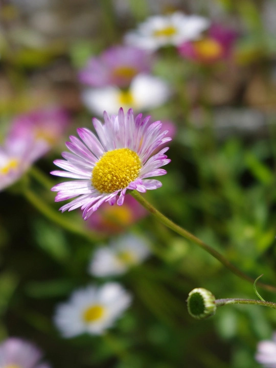 Erigeron karvinskianus