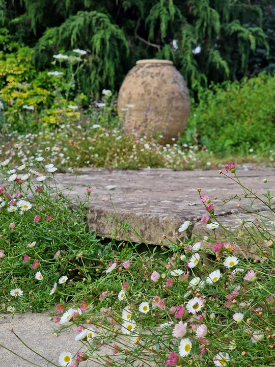 Erigeron karvinskianus