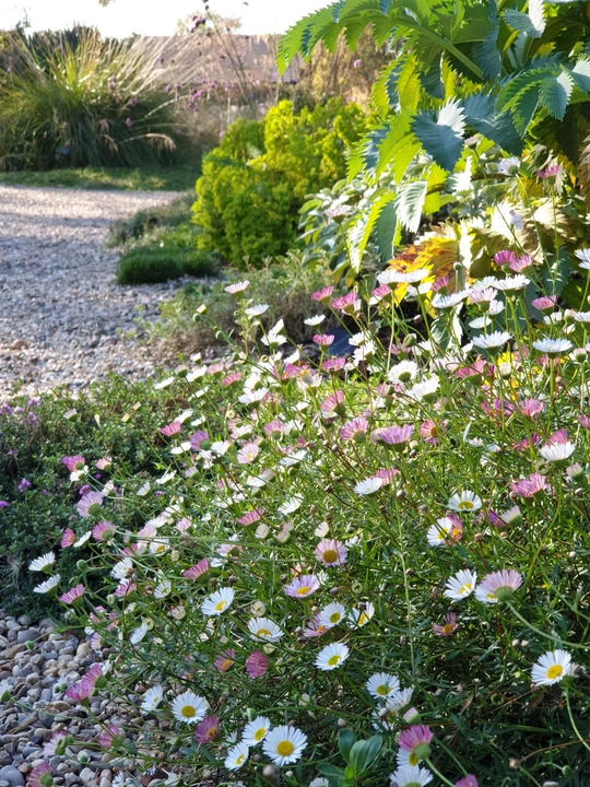 Erigeron karvinskianus