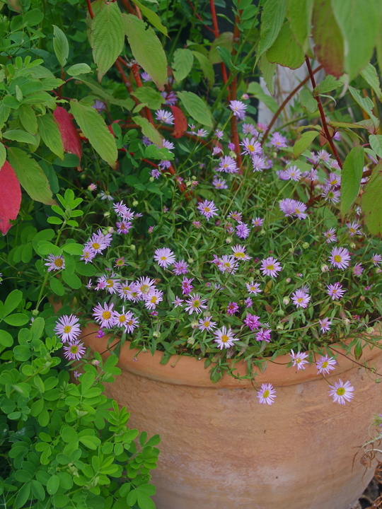 Erigeron karvinskianus 'Lavender Lady'