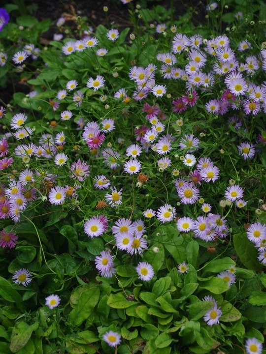 Erigeron karvinskianus 'Lavender Lady'
