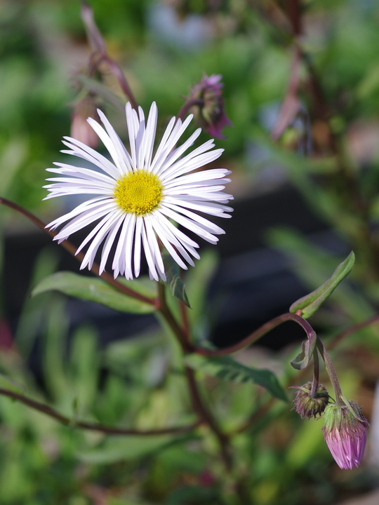 Erigeron 'Schneewittchen'