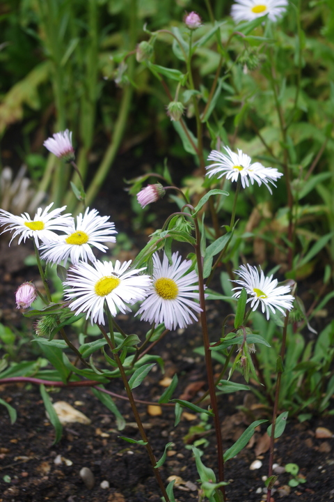 Erigeron 'Schneewittchen'