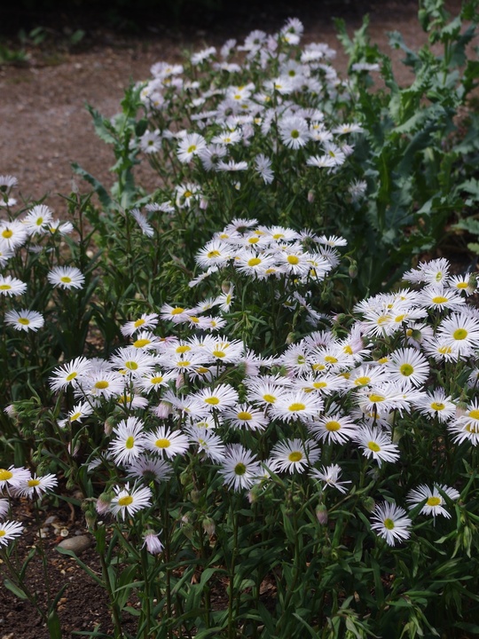 Erigeron 'Schneewittchen'