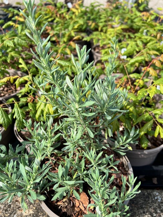 Eriogonum fasciculatum