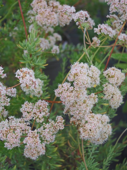 Eriogonum fasciculatum