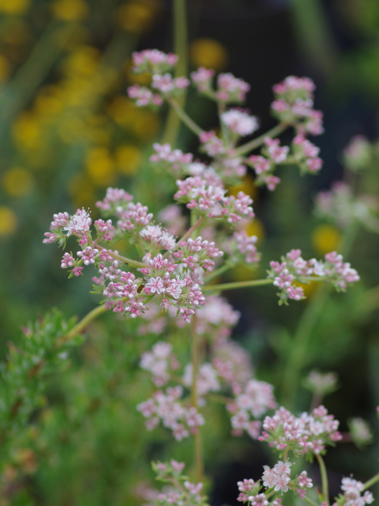 Eriogonum fasciculatum