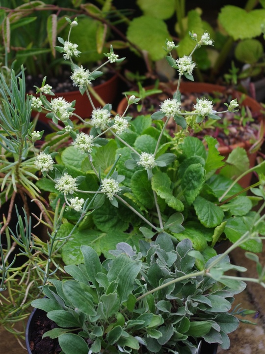 Eriogonum jamesii var. jamesii