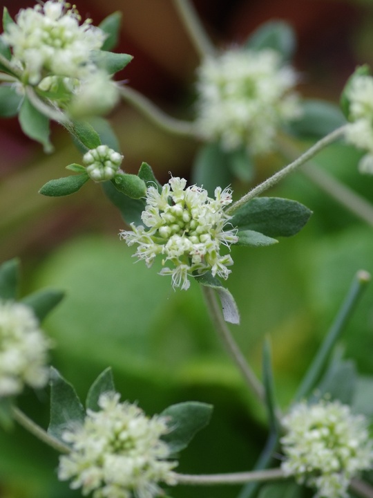 Eriogonum jamesii var. jamesii
