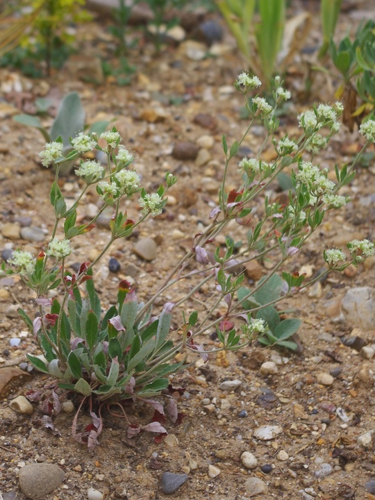 Eriogonum jamesii var. jamesii