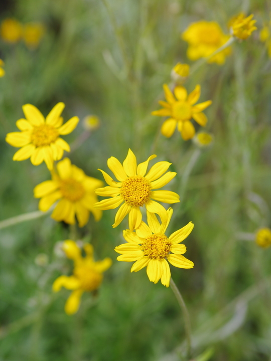 Eriophyllum lanatum