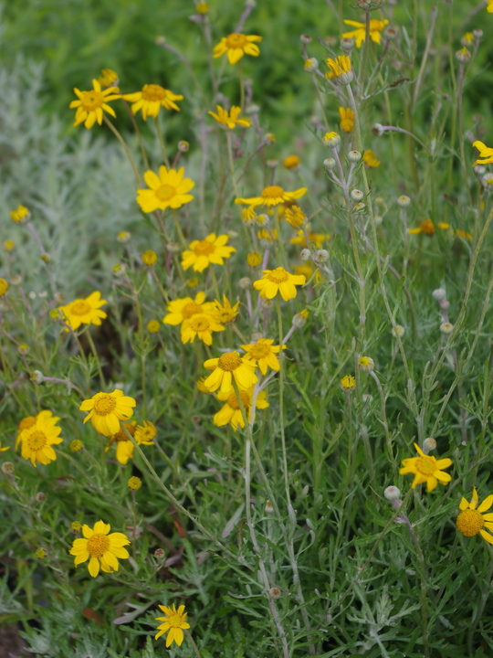 Eriophyllum lanatum