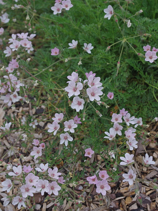 Erodium chrysanthum - pink flowered