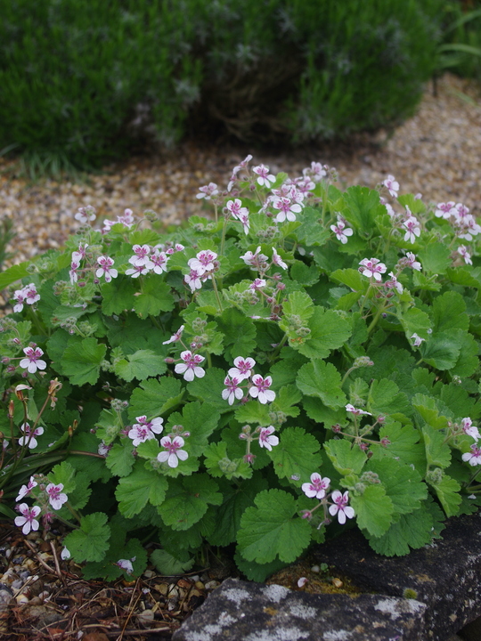 Erodium pelargoniflorum