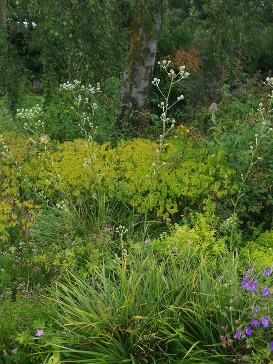 Eryngium eburneum