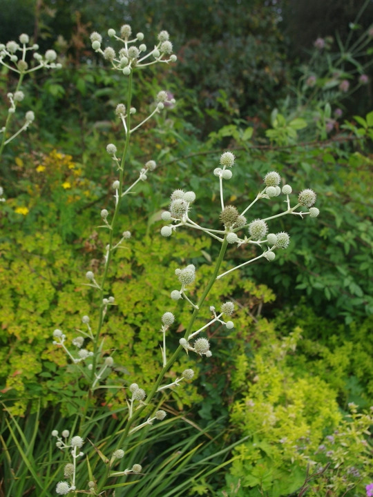 Eryngium eburneum