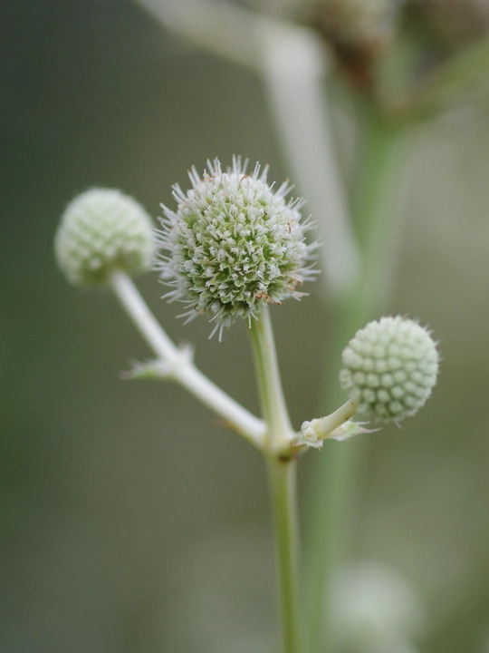 Eryngium eburneum