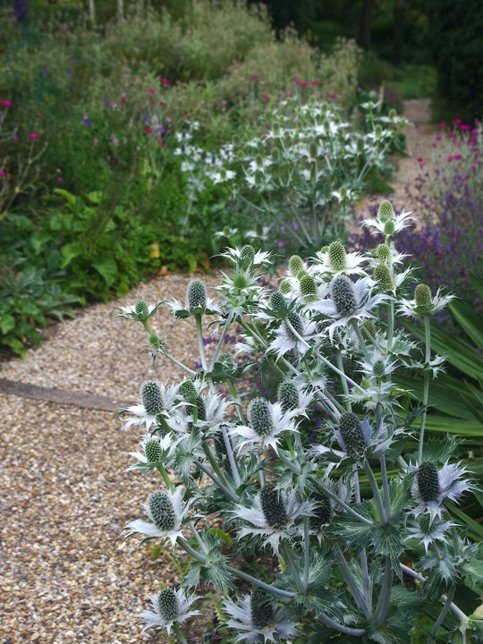 Eryngium giganteum