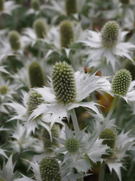 Eryngium giganteum