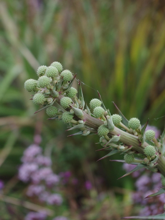 Eryngium horridum