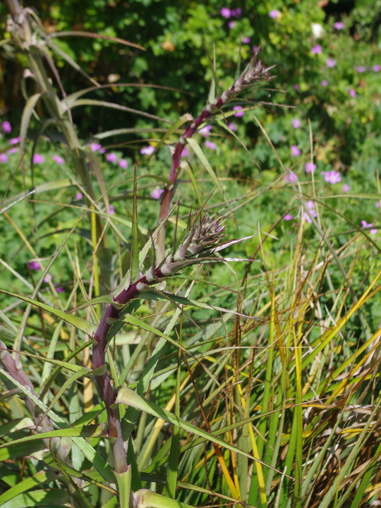 Dry Areas Eryngium horridum The Beth Chatto Gardens
