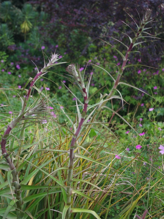 Eryngium horridum