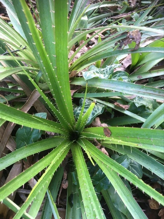 Eryngium horridum