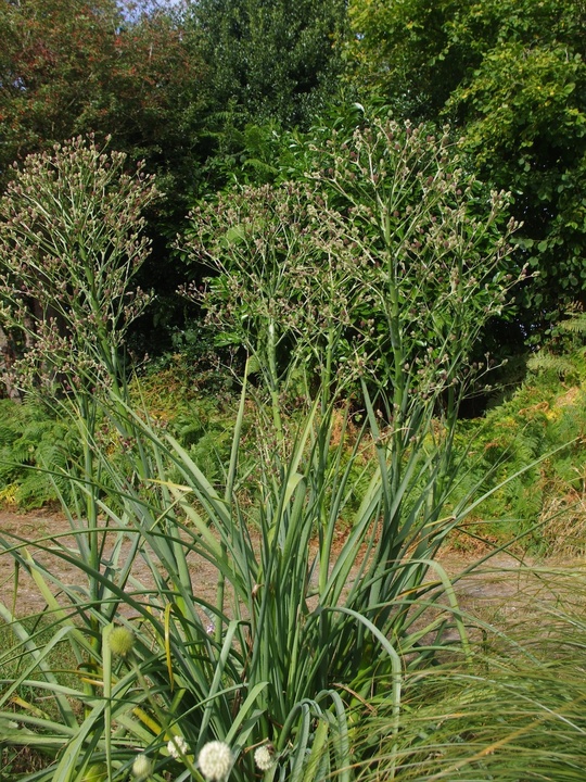 Eryngium pandanifolium 'Physic Purple'