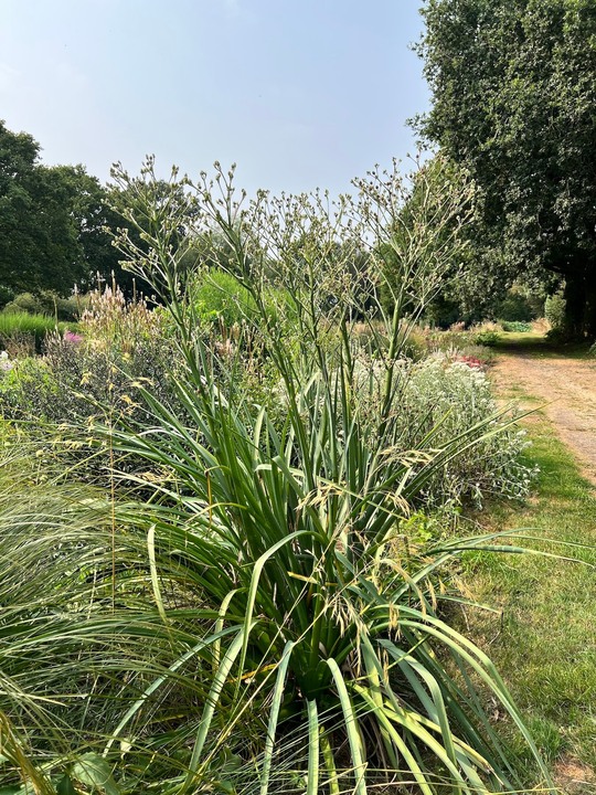 Eryngium pandanifolium 'Physic Purple'