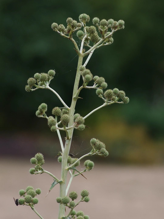 Eryngium paniculatum
