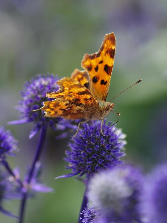 Wildlife Garden Border