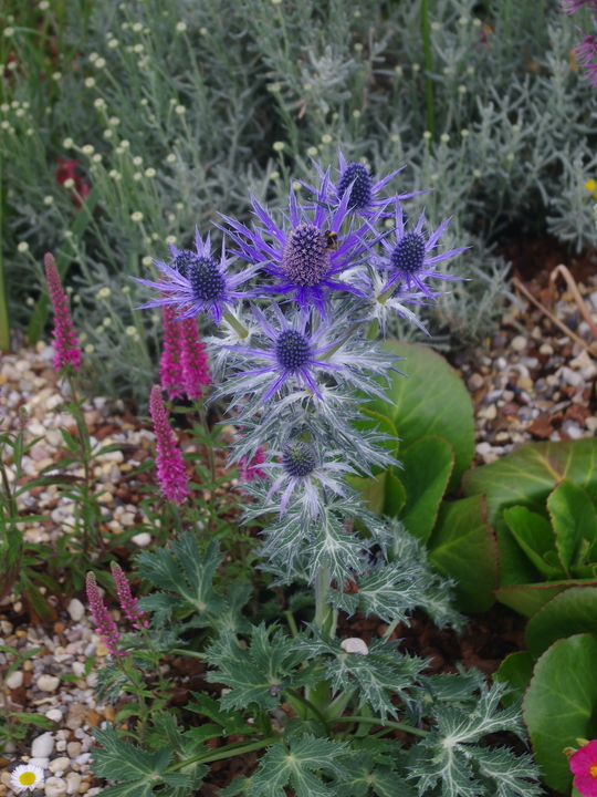 Eryngium x zabelii 'Big Blue'