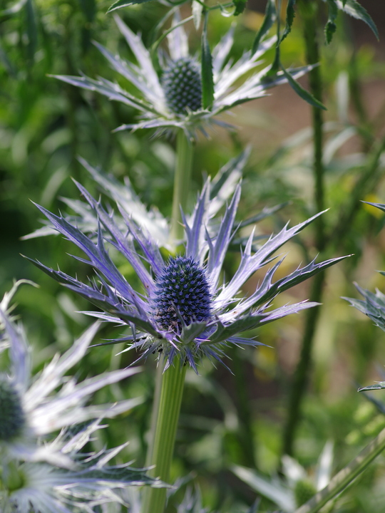 Eryngium x zabelii 'Big Blue'