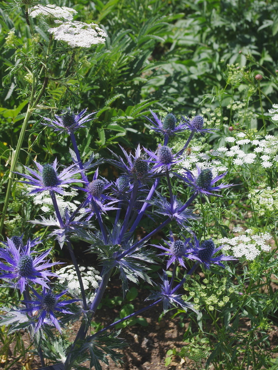 Eryngium x zabelii 'Big Blue'