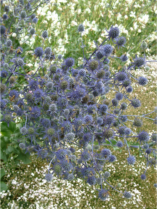 Eryngium > Eryngium planum The Beth Chatto Gardens