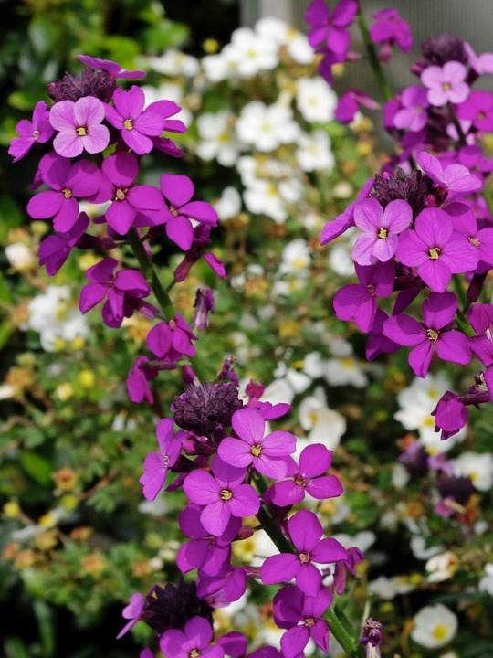 Erysimum 'Bowles's Mauve'