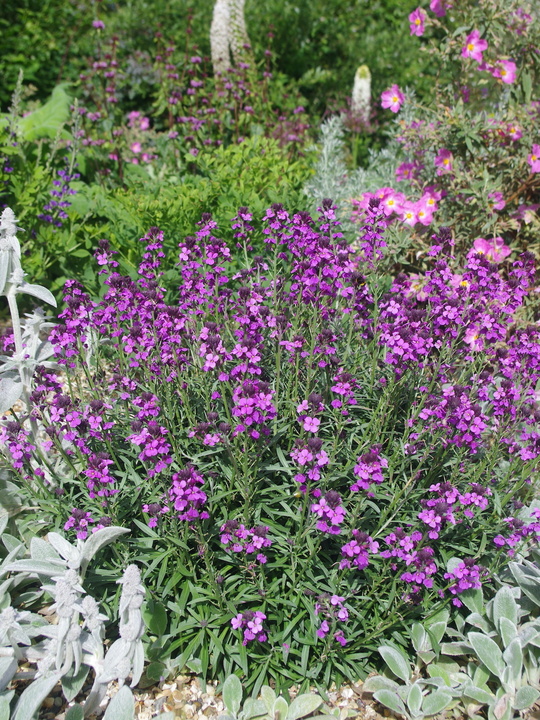 Erysimum 'Bowles's Mauve'