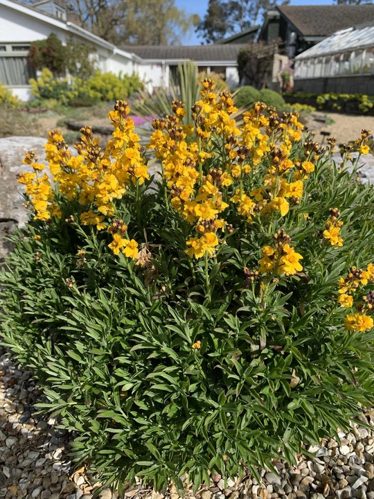 Erysimum cheiri 'Harpur Crewe' 