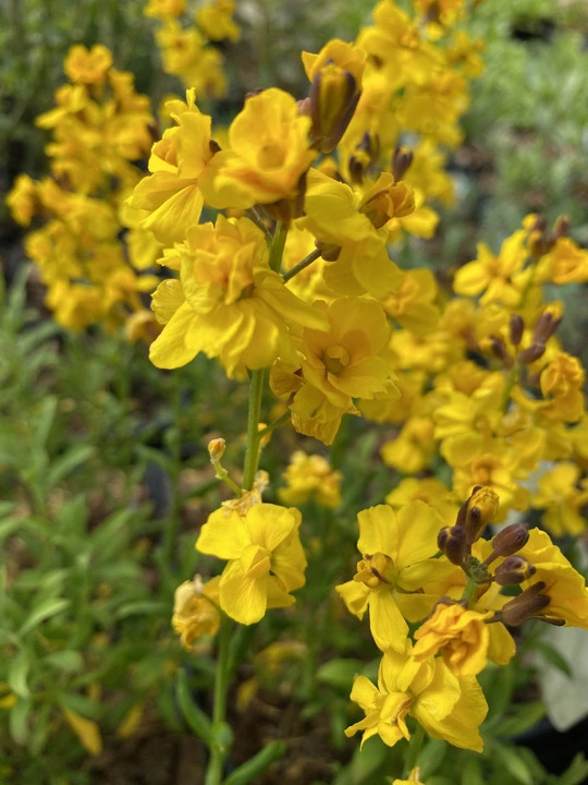 Erysimum cheiri 'Harpur Crewe' 