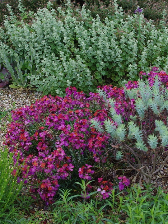 Erysimum 'Jacob's Jacket'