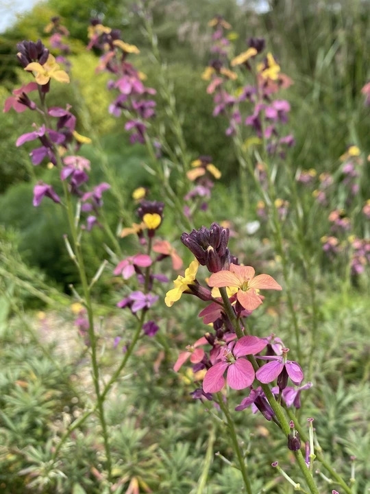 Erysimum mutabile