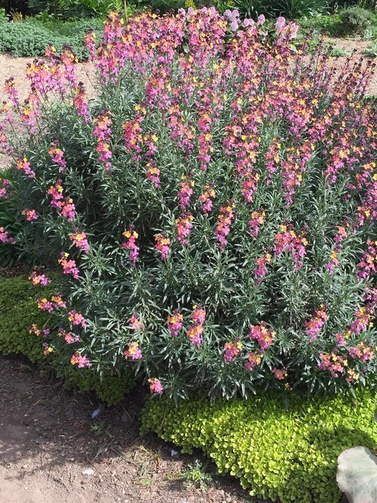 Erysimum mutabile