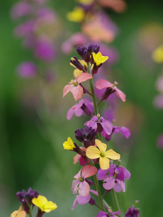 Erysimum mutabile