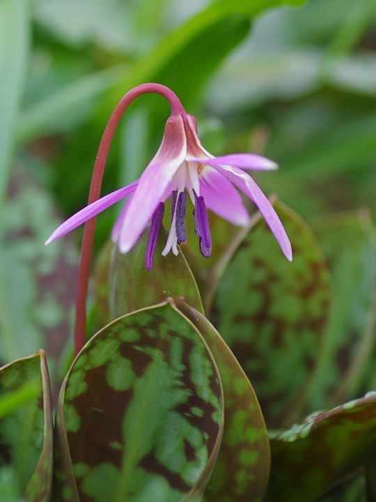 Erythronium dens-canis