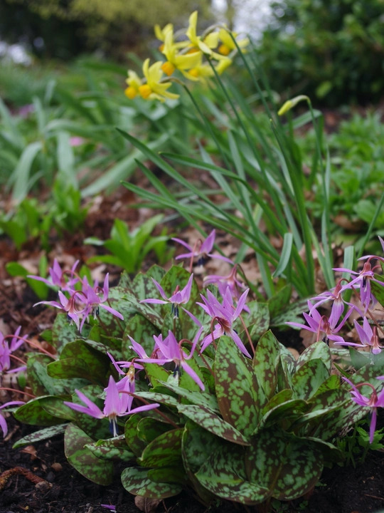 Erythronium dens-canis