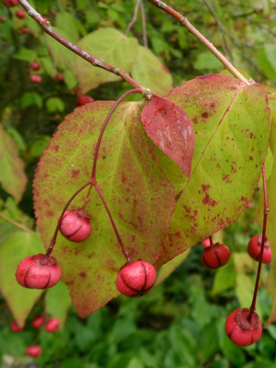 Euonymus oxyphyllus